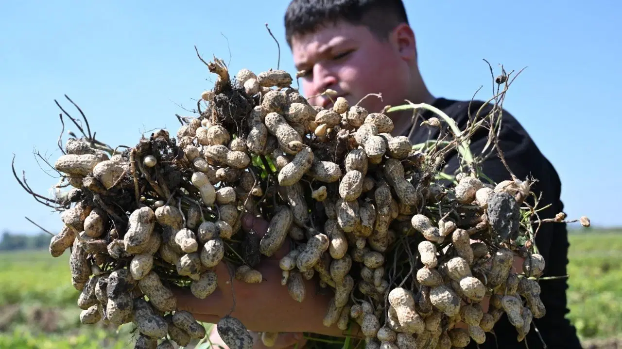 3500 ailenin geçim kaynağı: Dekar başına 500 kilo ürün...