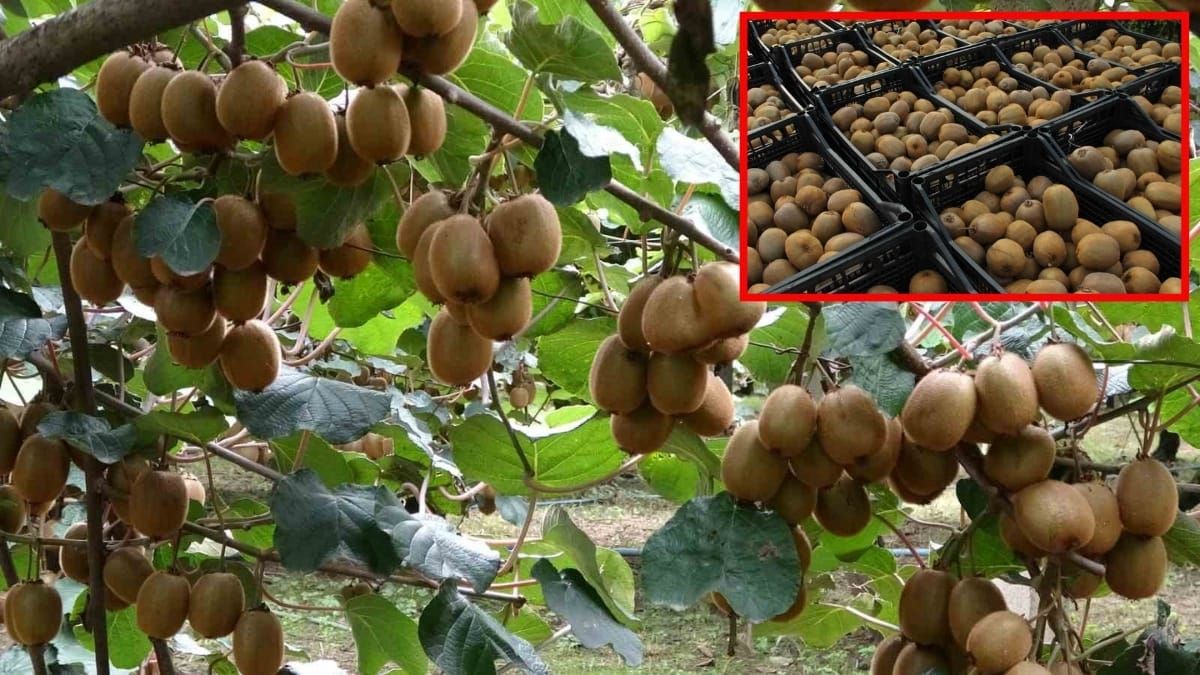 Samsun'un Tarım Gururu: Çarşamba Ovası'nda Kivi Hasadında Rekor Kırıldı!