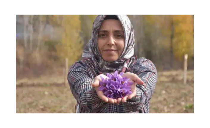 Sivaslı Kadın Girişimci, Eşinin Hastalığıyla Tanıdığı Safranı Toprakla Buluşturdu