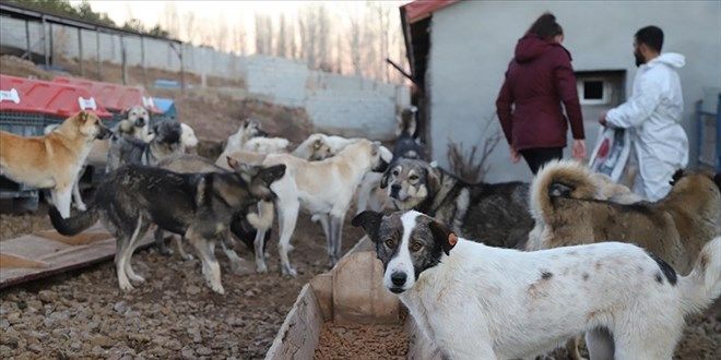 Ankara Büyükşehir Belediyesi Hayvan Barınağı İddialarına Yanıt Verdi