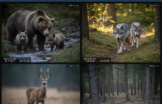 Karabük Ormanlarında Hareketli Dakikalar: Yaban Hayatı Kayıtta