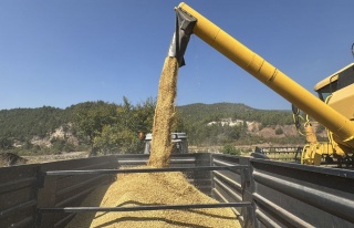 Karabük’te Çeltik Hasadı Başladı: Aşırı...