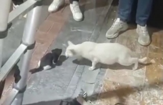 Batman’da kolon boşluğuna düşen yavru kediler...