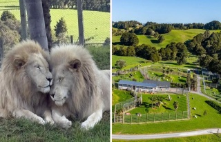 Yeni Zelanda'da Maddi İflasın Gölgesinde Aslan...