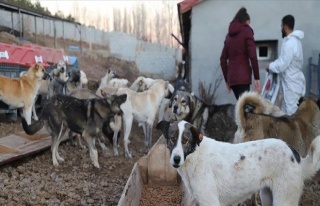 Ankara Büyükşehir Belediyesi Hayvan Barınağı...