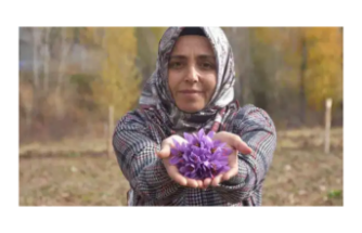 Sivaslı Kadın Girişimci, Eşinin Hastalığıyla Tanıdığı Safranı Toprakla Buluşturdu